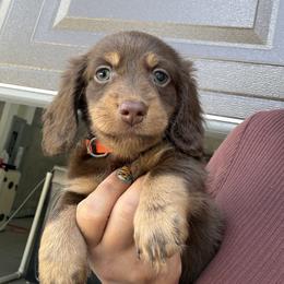 Reese - Chocolate and tan male Dachshund puppy in Clewiston, Florida from Redlands Farm