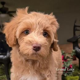 Bernedoodle and Schnoodle Puppies from Grand Lake Poodles & Doodles
