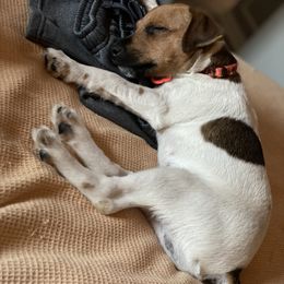 Jack Russell Terriers, Parson Russell Terriers, and Russell Terriers from Manasota Key Jack Russells