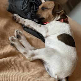 Jack Russell Terriers, Parson Russell Terriers, and Russell Terriers from Manasota Key Jack Russells