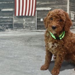 Poodle Puppies from Red Barn Moyen Poodles