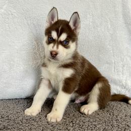 Boomer (Blue) - Red and white male Siberian Husky puppy in Ellijay, Georgia from Appalachian Siberians LLC