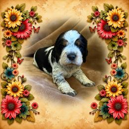 Cartania - Tri-Roan female English Springer Spaniel puppy in Aberdeen, Idaho from vom King-Charles