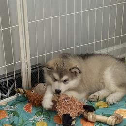 Alaskan Malamute Puppies from Alpenglow Alaskan Malamutes