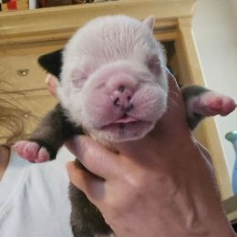 Boy 2 - Fawn and white male Bulldog puppy in Lexington, Kentucky from E. Clive Bulldogs