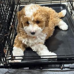 Finn - Yellow and white male Bernedoodle puppy in Gainesville, Florida from Pet Inn Xxweetdoodles