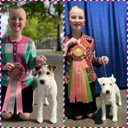 Parson Russell Terrier puppies from Zoolo Kennels