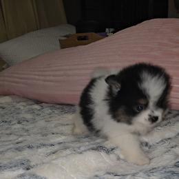 Moby - Black and tan parti male Pomeranian puppy in Angleton, Texas from Pomeranian Palace, LLC