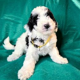 Trixie - Parti female Goldendoodle puppy in Peoria,  Az, Arizona from Not Just "Golden" Doodles