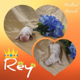 Basset Hound Puppies from Redbud Ranch Basset Hounds