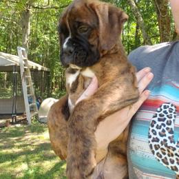 Boxer Puppies from SmashBox Kennel