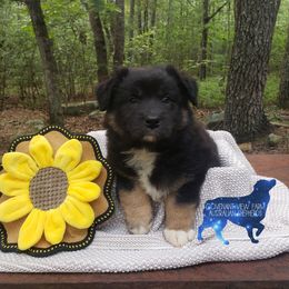 May - Black tri-color Australian Shepherd puppy in Menlo, Georgia from Covenant View Farm Australian Shepherds
