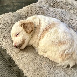 Cockapoo Puppies from Southern Belle Cockapoos