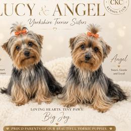 Lily and Daisy - Yorkshire Terrier
