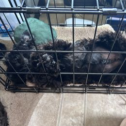 Kerry Blue Terrier Puppies from Eirebear Kerry Blue Terriers