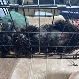 Kerry Blue Terrier Puppies from Eirebear Kerry Blue Terriers