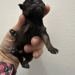 Boy 2 - Sable male Shih Tzu puppy in Warrior, Alabama from The Anderson Farms Kennel