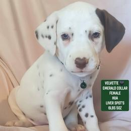 Velvette (Emerald Collar Female) HUA - White and liver brown female Dalmatian puppy in Raymondville, Missouri from Wagner's Dalmatian's