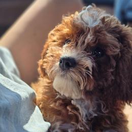 Boy 5 - Red male Cavapoo puppy in Knoxville, Tennessee from Shannan's Cavapoos