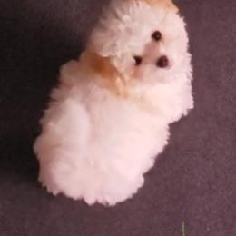 Maltipoo Puppies from Little Cupcakes and Little Punkins Maltipoos