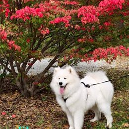 Samoyed All Grown Up from Samkist