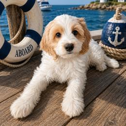 Bruiser - Red and white male Cockapoo puppy in Miami, Florida from Peshos Cockapoos