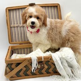 Boy 5 - male Cavapoo puppy in Falmouth, Michigan from Dyer Lake Newfoundland’s