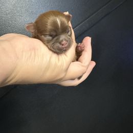 Mocha - Chocolate male Shih Tzu puppy in Rockmart, Georgia from Sonya Garrett