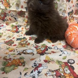 Girl 1 - Chocolate female Pomeranian puppy in Calhoun, Louisiana from Cheyenne’s Pups