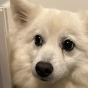 Poppy - Japanese Spitz