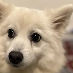 Poppy - Japanese Spitz