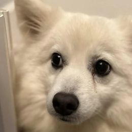 Poppy - Japanese Spitz