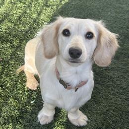 Willow - Dachshund