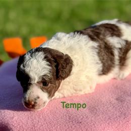 Tempo - Brown male Poodle puppy in Ardmore, Oklahoma from The Poodles of Green Acres