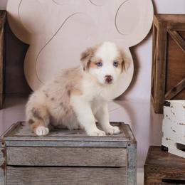 Caroline - Red merle female Australian Shepherd puppy in Tompkinsville, Kentucky from Wiggle Butt Inn LLC