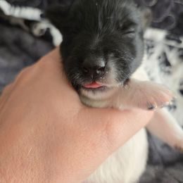Vixen - White and black female Smooth Fox Terrier puppy in Lake City, Florida from Providence Kennels