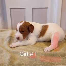 Girl 1 - White and orange female Brittany puppy in Conneautville, Pennsylvania from High Hopes Kennel