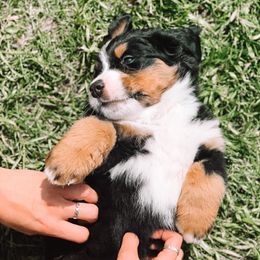 Bernedoodles and Bernese Mountain Dogs from Berns & Doodles
