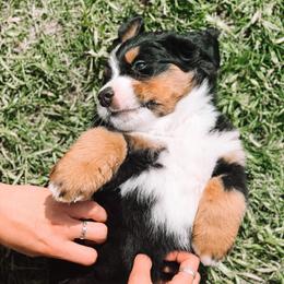 Bernedoodles and Bernese Mountain Dogs from Berns & Doodles