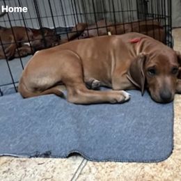 Rhodesian Ridgeback Puppies from Zambezi River Ridgebacks