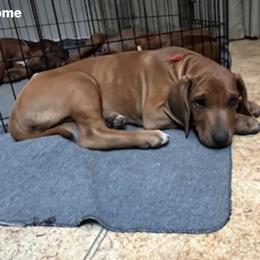 Rhodesian Ridgeback Puppies from Zambezi River Ridgebacks