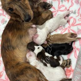 Black n brindle boy - Black and tan male Dachshund puppy in Chehalis, Washington from McJazzin Doxies