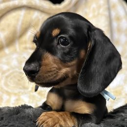 Rex - Black and tan male Dachshund puppy in Moreno Valley, California from DeLorenzo Dachshunds
