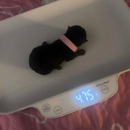 Pink girl - Black and tan female Yorkshire Terrier puppy in Las Vegas, Nevada from Lala’s Pups