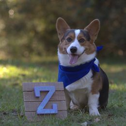 Zaffer - Pembroke Welsh Corgi