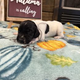 Gray - Black roan male German Shorthaired Pointer puppy in Huntington, Texas from B&B GSP’S