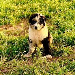 Ember - Blue merle female Australian Shepherd puppy in Mineral Wells, Texas from A6 Australian Shepards