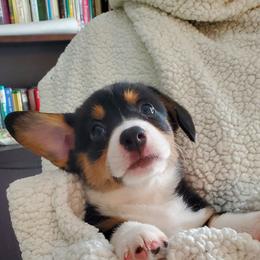 Pembroke Welsh Corgi Puppies from Patrick's Pembroke Welsh Corgis