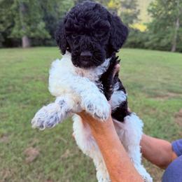 Rain - Parti male Goldendoodle puppy in Jasper, Georgia from Harrington Doodles & Poodles