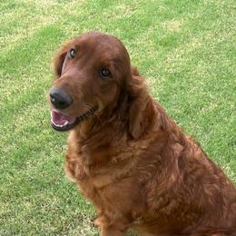 Golden Retriever puppies from Tux Goldens